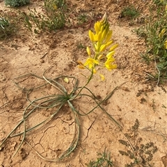 Bulbine bulbosa at Tibooburra, NSW - 29 Jun 2024