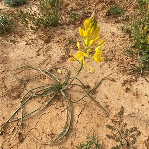 Bulbine bulbosa at Tibooburra, NSW - 29 Jun 2024 02:26 PM