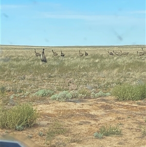 Dromaius novaehollandiae at Tibooburra, NSW - 29 Jun 2024