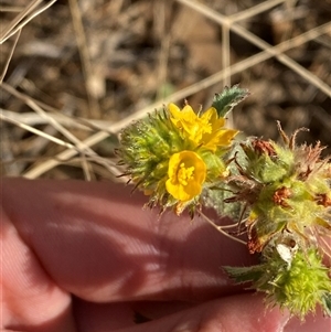 Malvastrum americanum (Malvastrum) at Tibooburra, NSW by Tapirlord