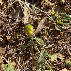 Malvastrum americanum at Tibooburra, NSW - 29 Jun 2024 02:19 PM