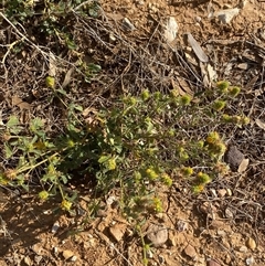 Malvastrum americanum at Tibooburra, NSW - 29 Jun 2024 02:19 PM