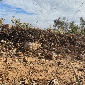 Panicum decompositum var. decompositum (Native Millet) at Tibooburra, NSW by Tapirlord