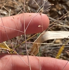 Panicum decompositum var. decompositum at Tibooburra, NSW - 29 Jun 2024 02:19 PM