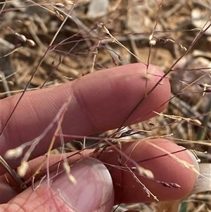 Panicum decompositum var. decompositum at Tibooburra, NSW - 29 Jun 2024