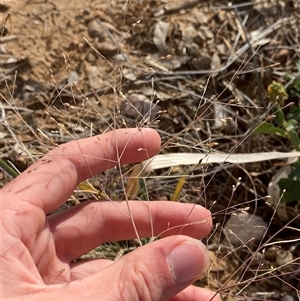 Panicum decompositum var. decompositum at Tibooburra, NSW - 29 Jun 2024