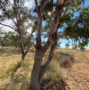 Eucalyptus coolabah at Tibooburra, NSW - 29 Jun 2024