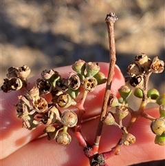 Eucalyptus coolabah at Tibooburra, NSW - 29 Jun 2024 02:18 PM