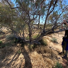 Eucalyptus coolabah at Tibooburra, NSW - 29 Jun 2024 02:18 PM