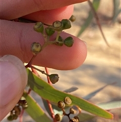 Eucalyptus coolabah at Tibooburra, NSW - 29 Jun 2024 02:18 PM