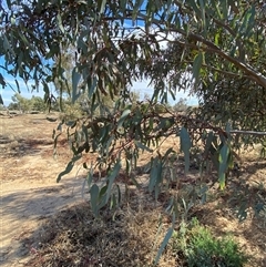 Eucalyptus coolabah at Tibooburra, NSW - 29 Jun 2024