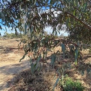 Eucalyptus coolabah at Tibooburra, NSW - 29 Jun 2024 02:18 PM