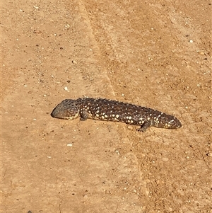 Tiliqua rugosa at Tibooburra, NSW - 29 Jun 2024