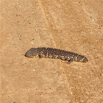 Tiliqua rugosa aspera (Eastern Shingleback) at Tibooburra, NSW - 29 Jun 2024 by Tapirlord