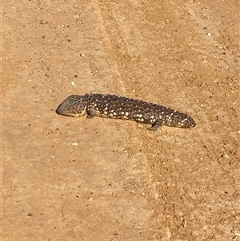 Tiliqua rugosa at Tibooburra, NSW - 29 Jun 2024