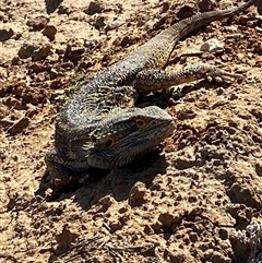 Pogona vitticeps at Tibooburra, NSW - 29 Jun 2024 by Tapirlord