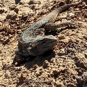 Pogona vitticeps at Tibooburra, NSW by Tapirlord