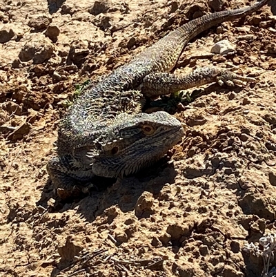 Pogona vitticeps (Central Bearded Dragon) at Tibooburra, NSW - 29 Jun 2024 by Tapirlord