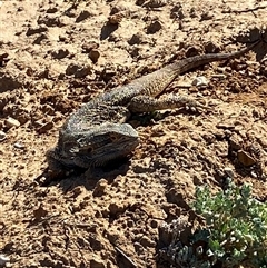 Pogona vitticeps at Tibooburra, NSW - 29 Jun 2024