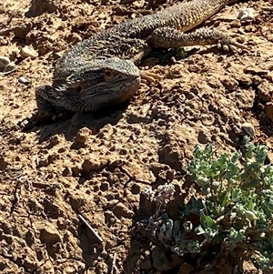 Pogona vitticeps at Tibooburra, NSW - 29 Jun 2024