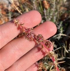 Salsola australis (Tumbleweed) at Tibooburra, NSW - 29 Jun 2024 by Tapirlord