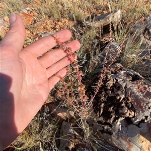 Salsola australis at Tibooburra, NSW - 29 Jun 2024