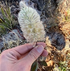 Ptilotus nobilis (Broad Foxtail, Yellow-tails) at Tibooburra, NSW - 29 Jun 2024 by Tapirlord