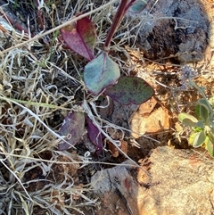 Ptilotus nobilis at Tibooburra, NSW - 29 Jun 2024