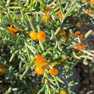 Enchylaena tomentosa (Ruby Saltbush) at Tibooburra, NSW by Tapirlord