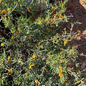 Enchylaena tomentosa at Tibooburra, NSW - 29 Jun 2024