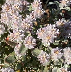 Ptilotus obovatus (Cotton Bush) at Tibooburra, NSW - 29 Jun 2024 by Tapirlord