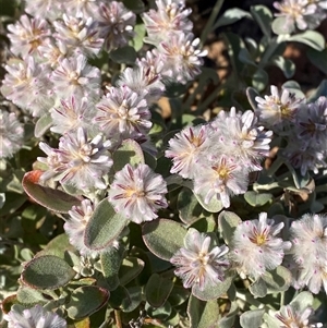 Ptilotus obovatus (Cotton Bush) at Tibooburra, NSW by Tapirlord