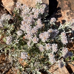 Ptilotus obovatus at Tibooburra, NSW - 29 Jun 2024