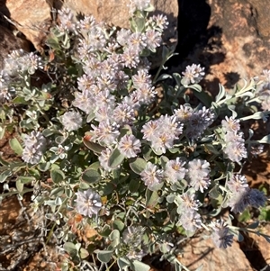 Ptilotus obovatus at Tibooburra, NSW - 29 Jun 2024