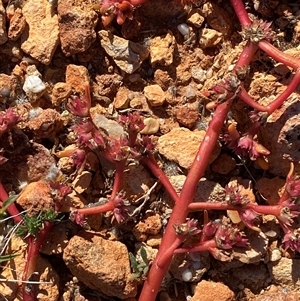 Portulaca oleracea (Munyeroo ,Pigweed, Purslane) at Tibooburra, NSW by Tapirlord