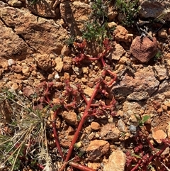 Portulaca oleracea at Tibooburra, NSW - 29 Jun 2024 01:43 PM