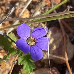 Erodium carolinianum  at Tibooburra, NSW - 29 Jun 2024 by Tapirlord