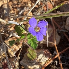 Erodium carolinianum  at suppressed - 29 Jun 2024