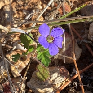 Erodium carolinianum  at suppressed - 29 Jun 2024