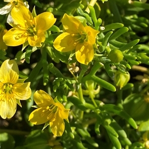 Roepera aurantiaca (Shrubby Twinleaf) at Tibooburra, NSW by Tapirlord