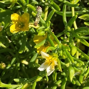 Roepera aurantiaca at Tibooburra, NSW - 29 Jun 2024