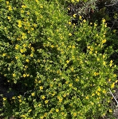 Roepera aurantiaca at Tibooburra, NSW - 29 Jun 2024