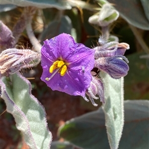 Solanum lithophilum (Velvet Potato-Bush) at Tibooburra, NSW by Tapirlord