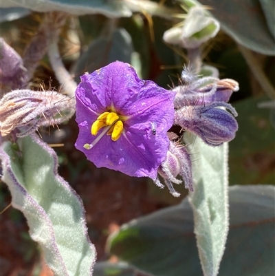 Solanum lithophilum (Velvet Potato-Bush) at Tibooburra, NSW - 29 Jun 2024 by Tapirlord