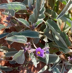 Solanum lithophilum at Tibooburra, NSW - 29 Jun 2024