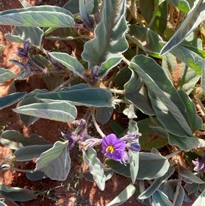 Solanum lithophilum at Tibooburra, NSW - 29 Jun 2024