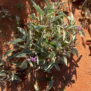 Solanum lithophilum at Tibooburra, NSW - 29 Jun 2024