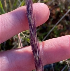 Triraphis mollis (Needle Grass) at Tibooburra, NSW - 29 Jun 2024 by Tapirlord