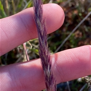 Triraphis mollis (Needle Grass) at Tibooburra, NSW by Tapirlord