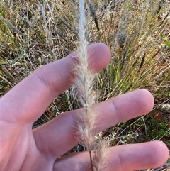 Triraphis mollis at Tibooburra, NSW - 29 Jun 2024 01:19 PM